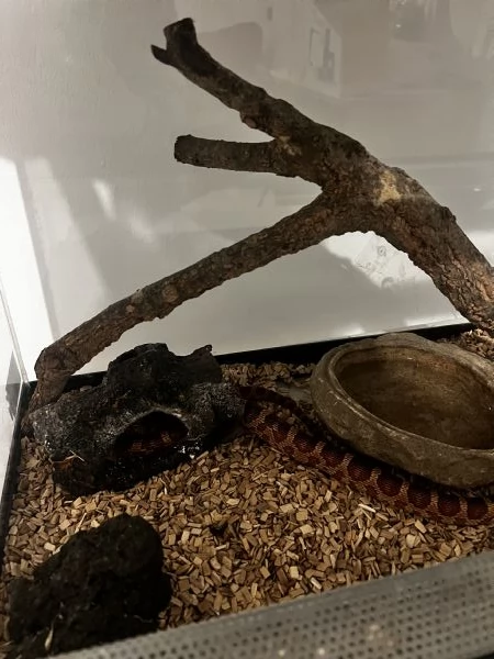 Serpente del grano  | Foto 0