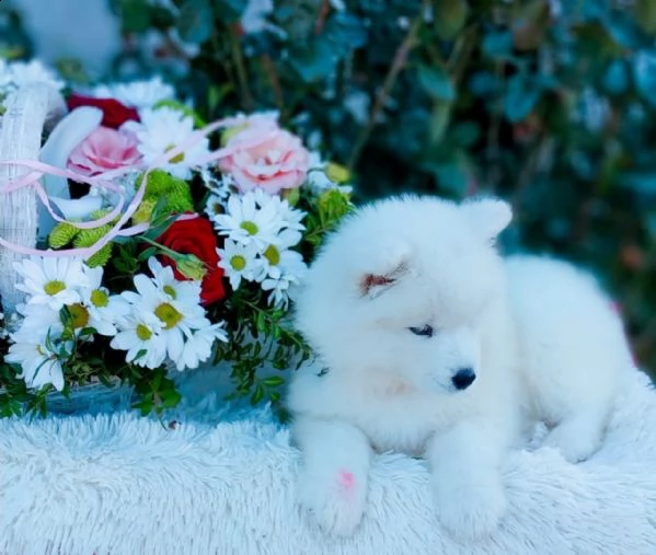 bellissimi cuccioli samoiedo | Foto 2