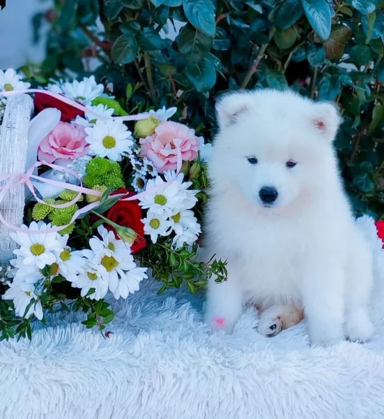 bellissimi cuccioli samoiedo | Foto 1
