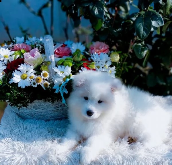 bellissimi cuccioli samoiedo