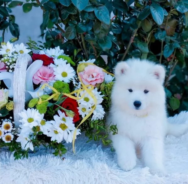 bellissimi cuccioli samoiedo | Foto 0