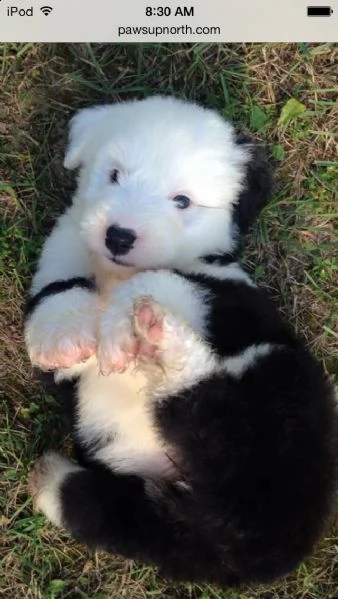 disponibili cuccioli di bobtail di altissima genealogia