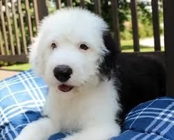 disponibili cuccioli di bobtail di altissima genealogia | Foto 1