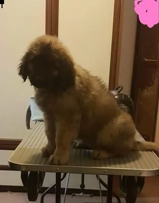 cuccioli leonberger disponibili | Foto 0