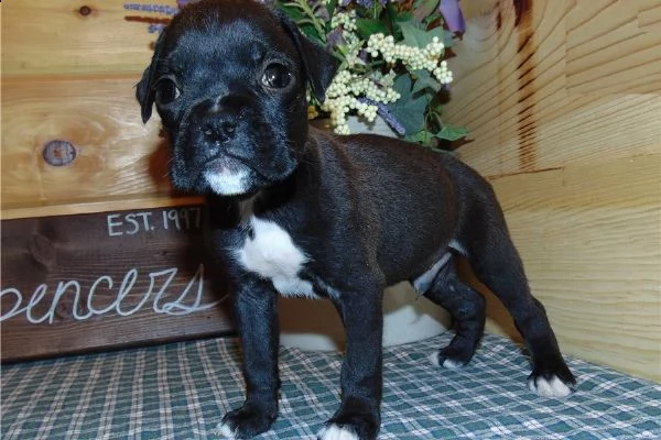 adorabili cuccioli di boxer