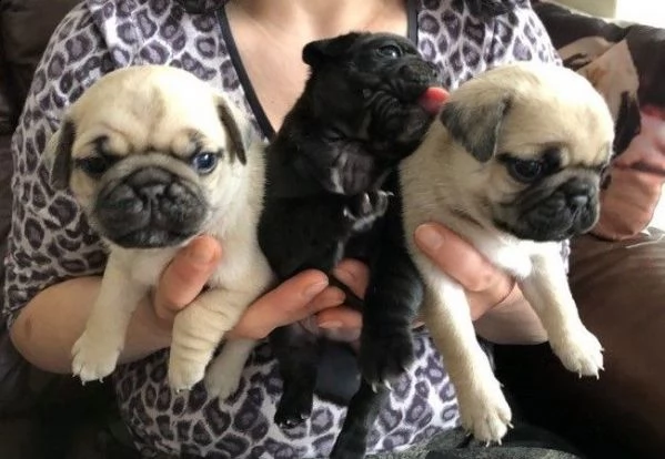 cuccioli di pug con pedigree