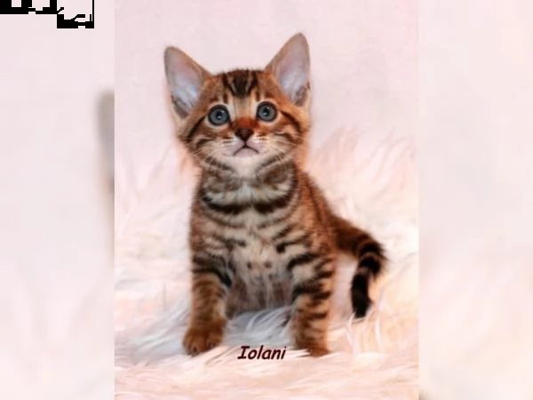 gattino bengala maschio e femmina