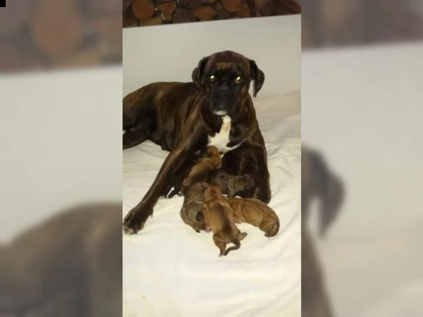 cuccioli boxer sani