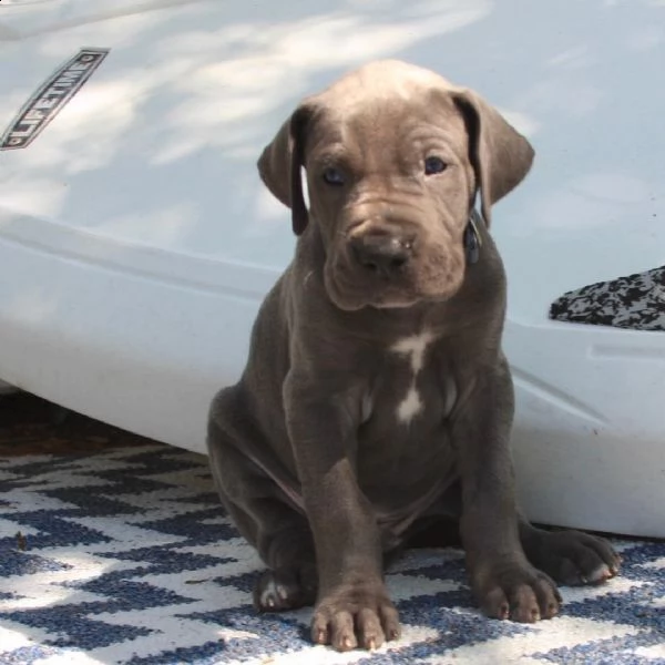 nuova linea di alani