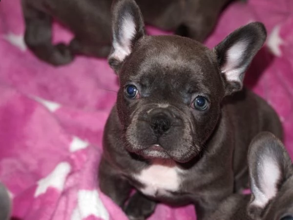 cuccioli di bulldog francese. | Foto 0