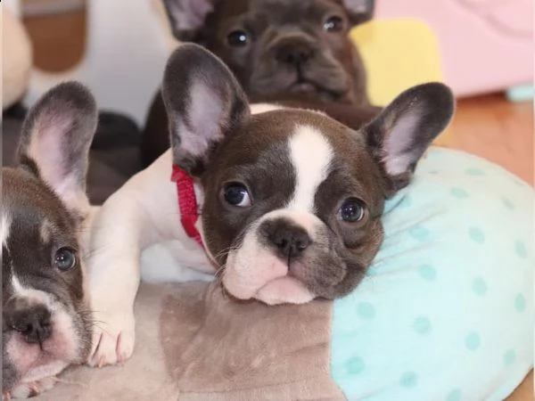 cuccioli di bulldog francese.