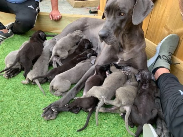 adorabili cuccioli di alano