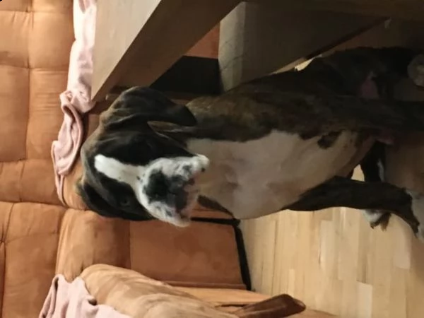 splendidi cuccioli di boxer