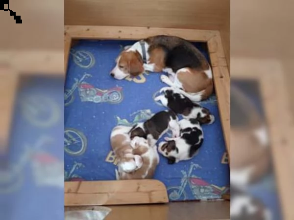 cuccioli di beagle