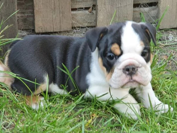 cucciolo di bulldog inglese con documenti