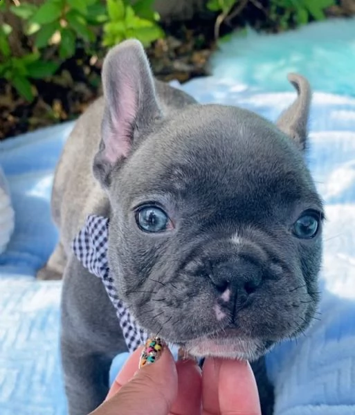cuccioli bulldog francese blu e nero pronta consegna | Foto 0