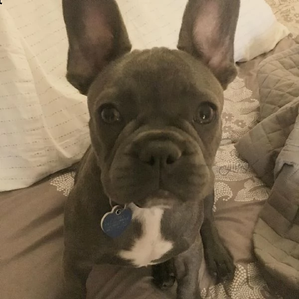 cuccioli bulldog francese blu e nero pronta consegna
