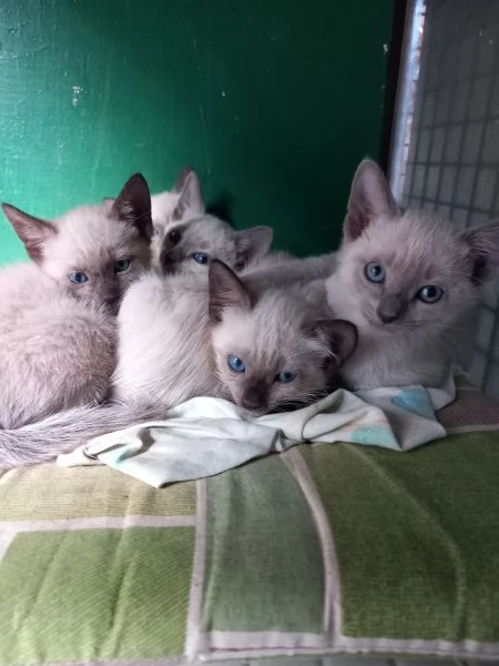 Bellissimi Thai | Foto 1