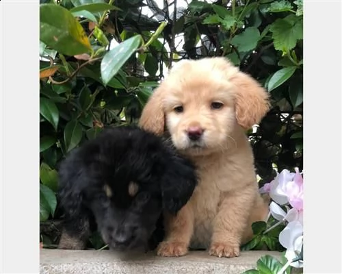 cuccioli di hovawart