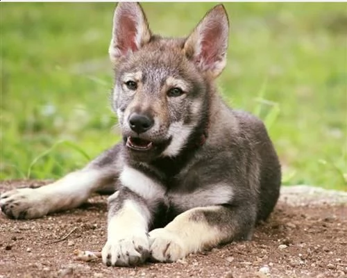 cuccioli di cane lupo cecoslovacco
