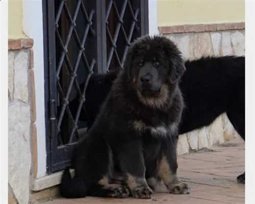 tibetan mastiff- mastino tibetano