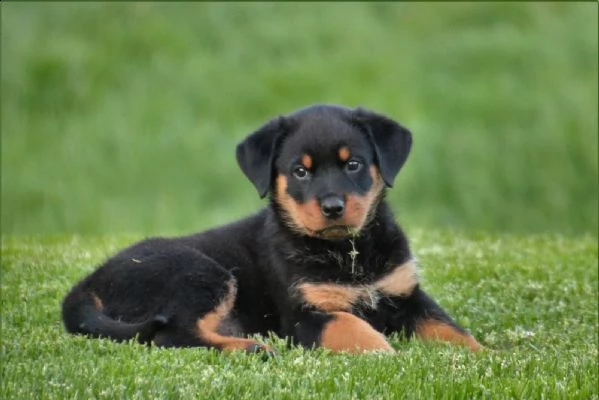 vendo cucioli rottweiler  | Foto 0