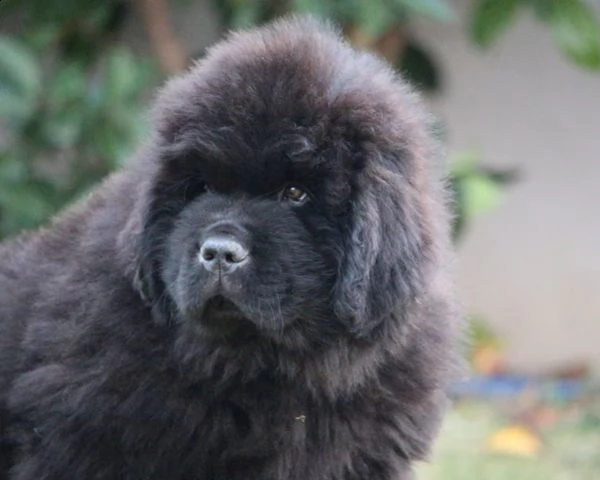 cuccioli di terranova disponibili