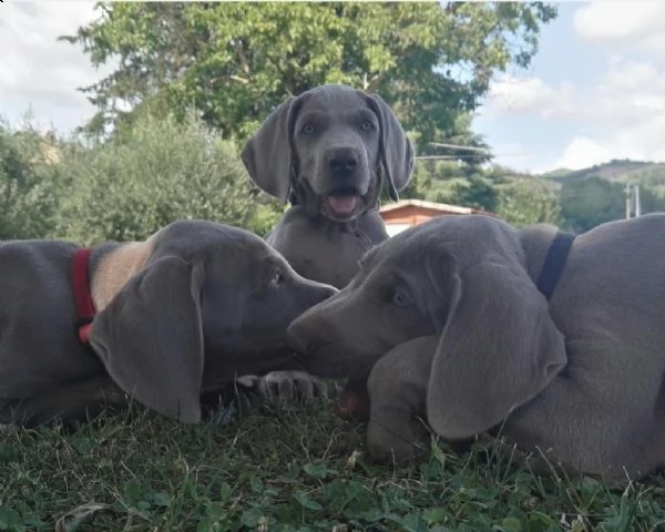 cuccioli di weimaraner | Foto 0