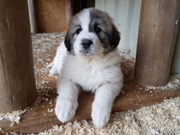 cane da montagna dei pirenei | Foto 2