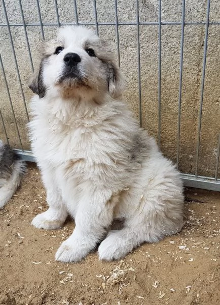 cane da montagna dei pirenei | Foto 1