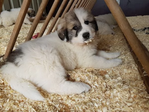 cane da montagna dei pirenei | Foto 0