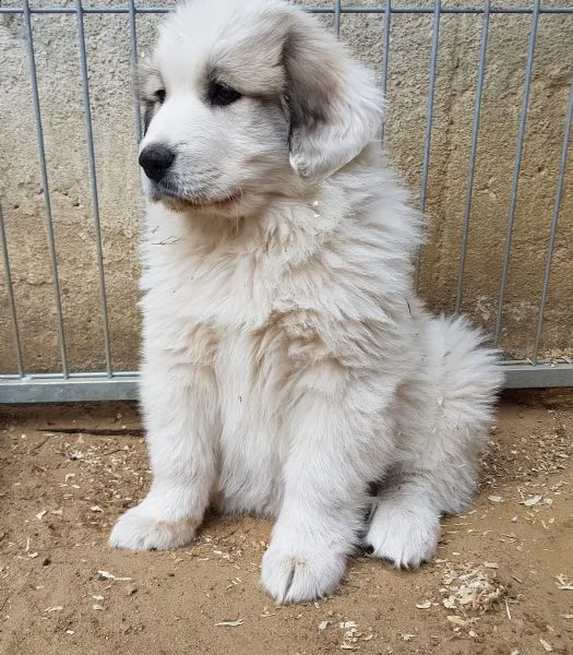 cane da montagna dei pirenei
