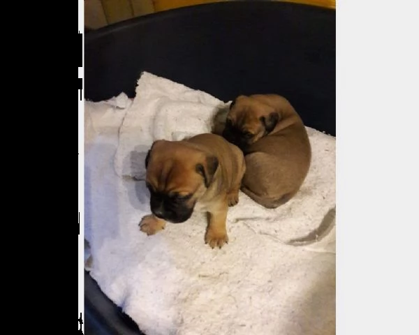 cuccioli di bullmastiff splendidi e con pedigree