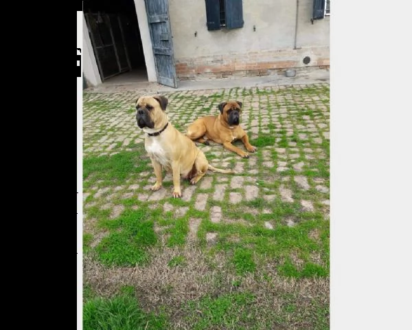 cuccioli di bullmastiff splendidi e con pedigree | Foto 0