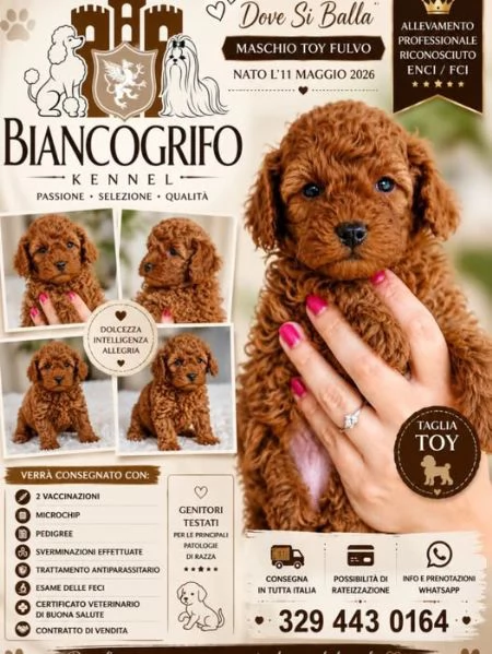 barboncino toy fulvo