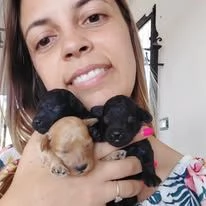 cucciola barbone toy