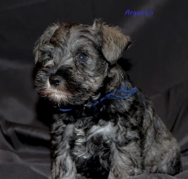 Cuccioli di Schnauzer nano
