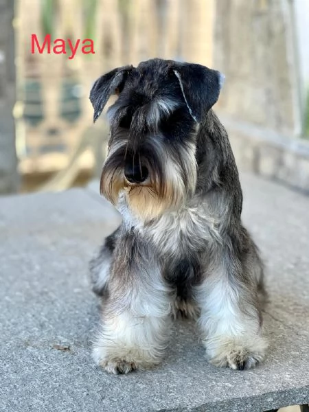 Cuccioli di Schnauzer nano | Foto 4