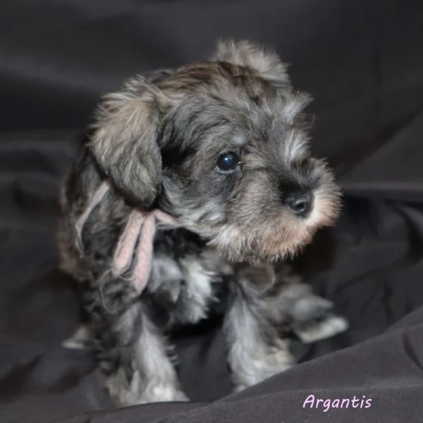 Cuccioli di Schnauzer nano | Foto 3