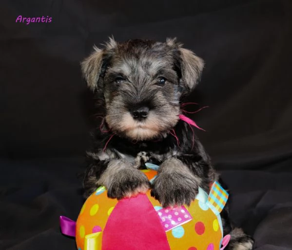 Cuccioli di Schnauzer nano | Foto 2