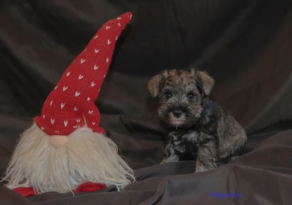 Cuccioli di Schnauzer nano | Foto 1