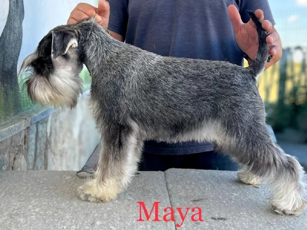Cuccioli di Schnauzer nano | Foto 0