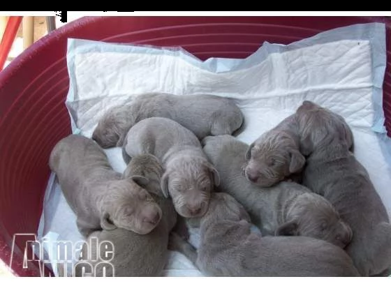 cuccioli weimaraner