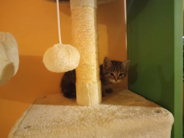 Regalo bellissima micina europea | Foto 6