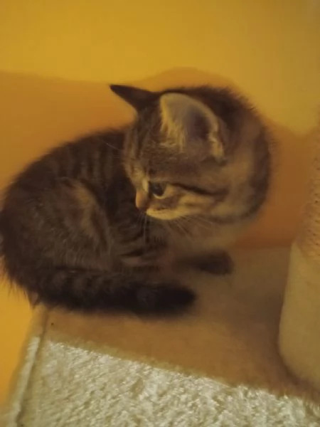 Regalo bellissima micina europea | Foto 3