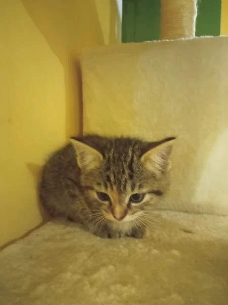 Regalo bellissima micina europea | Foto 2