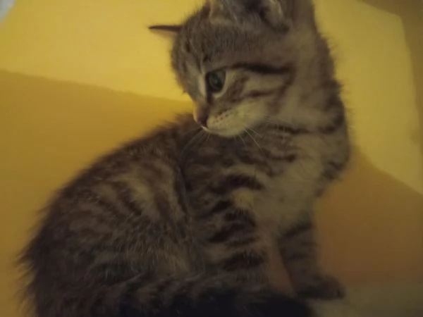 Regalo bellissima micina europea