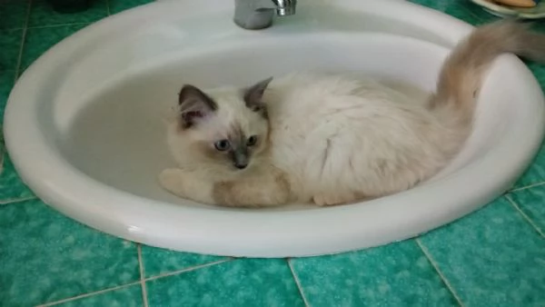 Cerco disperatamente compagno a pelo lungo per la mia gattina ragdoll