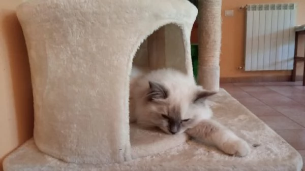 Cerco disperatamente compagno a pelo lungo per la mia gattina ragdoll | Foto 0