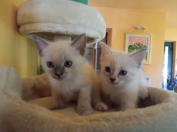 Regalo 2 gattine incrocio di Ragdoll